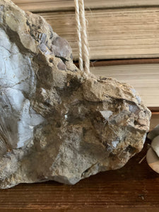 Shell Fossil