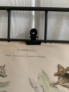 19th Century Coloured Engravings of Mammals: Marsupials