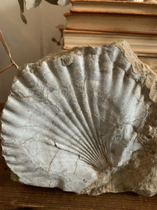 Shell Fossil