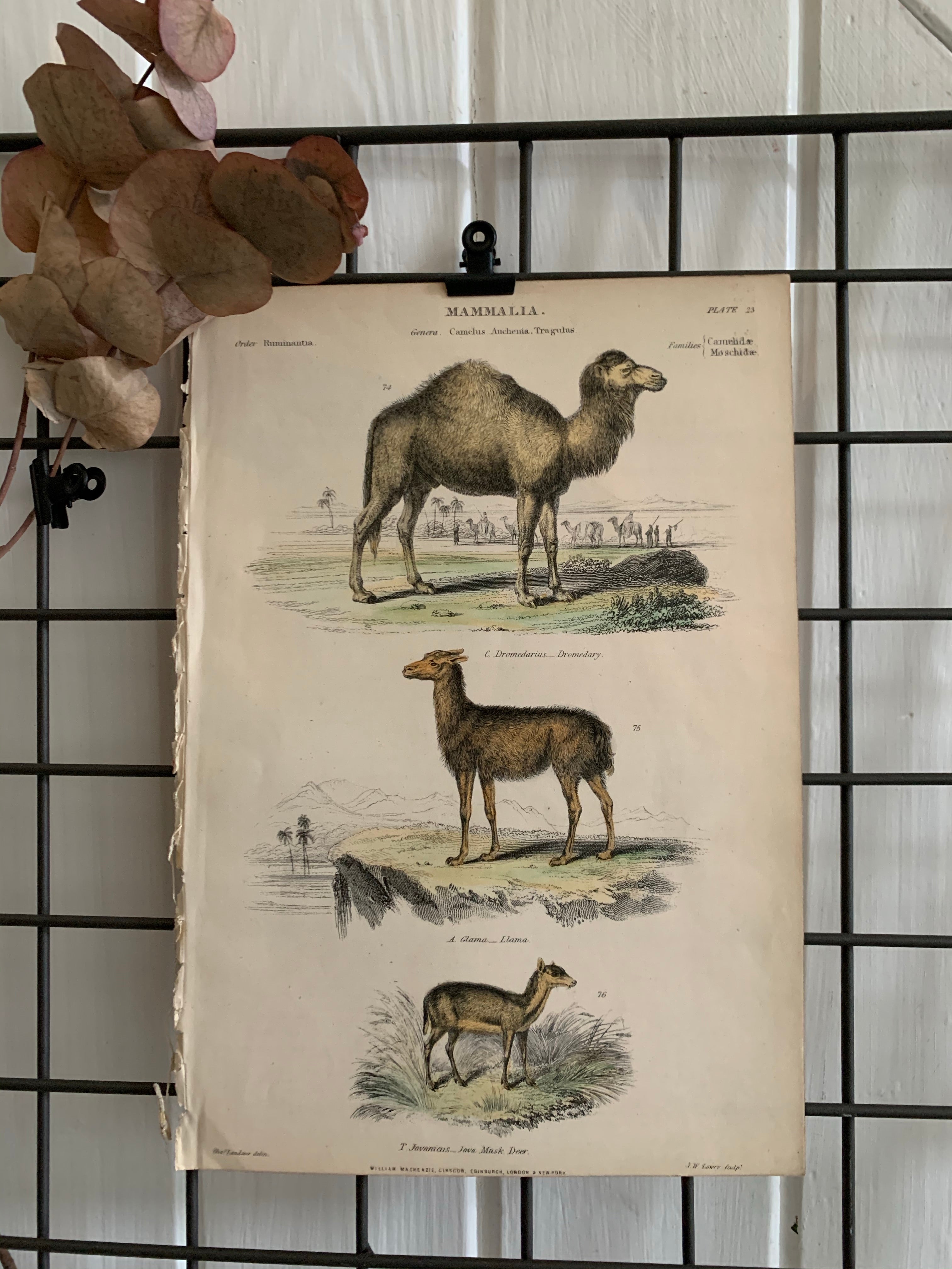 19th Century Coloured Engravings of Mammals: Camels