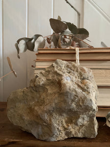 Shell Fossil