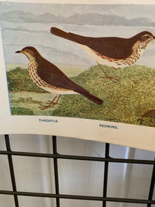 19th Century Coloured Book Plate of a Bird